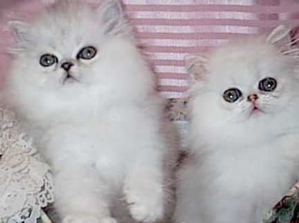 kitten